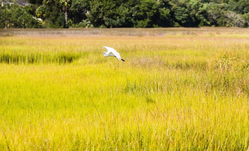 A great egret flying low over bright green marsh grass in Jacksonville, NC.