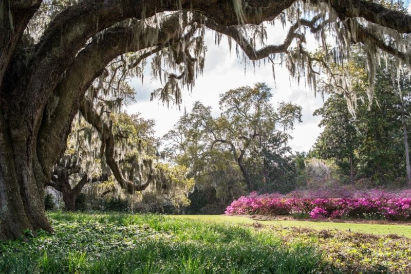 Live oak tree with Spanish moss and blooming azaleas in Wilmington, NC.